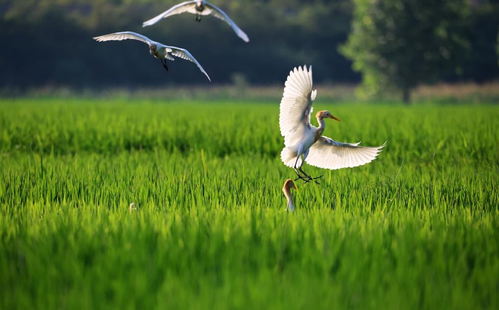 2023年8月7日，鷺鳥在山東省臨沂市郯城縣郯城街道水稻田間飛舞。新華社發(fā)（張春雷 攝）