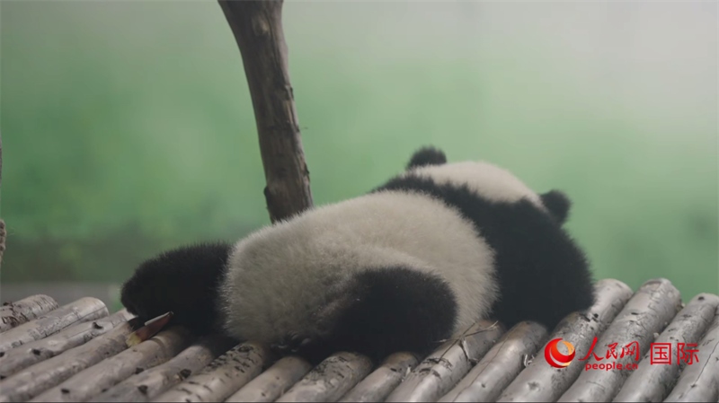 成都大熊貓繁育研究基地的熊貓。人民網(wǎng)記者 張榮攝