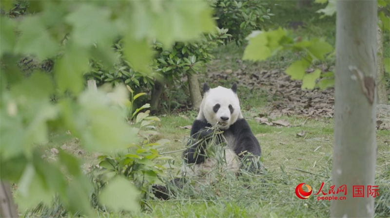 成都大熊貓繁育研究基地的熊貓。人民網(wǎng)記者 張榮攝