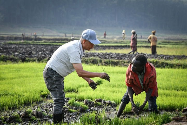2024年8月14日，在盧旺達南方省胡耶區(qū)的中國援盧旺達農(nóng)業(yè)技術(shù)示范中心，水稻專家鄭瑞金（左）在稻田里指導當?shù)氐巨r(nóng)進行秧苗移栽。新華社記者 韓旭 攝