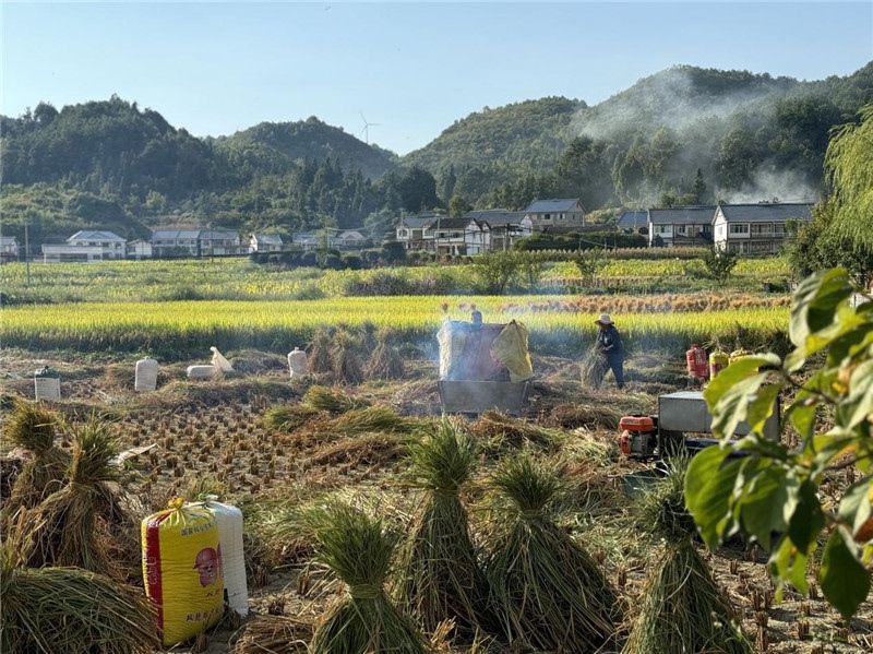 “豐收”是秋天的關(guān)鍵詞，田間煙火氣，最撫凡人心。打谷機(jī)、蛇皮袋、抱稻禾、捆秸稈……這是鄉(xiāng)土中國(guó)廣大農(nóng)村收割稻谷的經(jīng)典場(chǎng)景，也是不少干過(guò)農(nóng)活的人的獨(dú)家記憶。告別了打谷機(jī)，擁抱機(jī)械化，改變的是生產(chǎn)工具，不變的是三農(nóng)情懷。農(nóng)為邦本，本固邦寧，每一個(gè)親吻土地、珍惜糧食的日子都值得被尊敬，被緬懷，被憧憬。考察團(tuán)中的謝里克·科爾茹姆巴耶夫是《哈薩克斯坦實(shí)業(yè)報(bào)》的總編輯，也是一位“生活觀察家”，田間里揮汗收割的村民引起了他的興趣，他感嘆道：人們勞作的過(guò)程總是令人賞心悅目。這就是中外共鳴的“鄉(xiāng)愁”吧。 （烏茲別克斯坦《人民言論報(bào)》副總編輯魯斯蘭·肯扎耶夫攝）