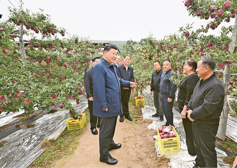 2024年9月10日至13日，中共中央總書記、國家主席、中央軍委主席習(xí)近平在甘肅考察。這是11日上午，習(xí)近平在天水市麥積區(qū)南山花牛蘋果基地考察時(shí)，走進(jìn)果林了解相關(guān)種植、技術(shù)和管理情況。 新華社記者 謝環(huán)馳/攝