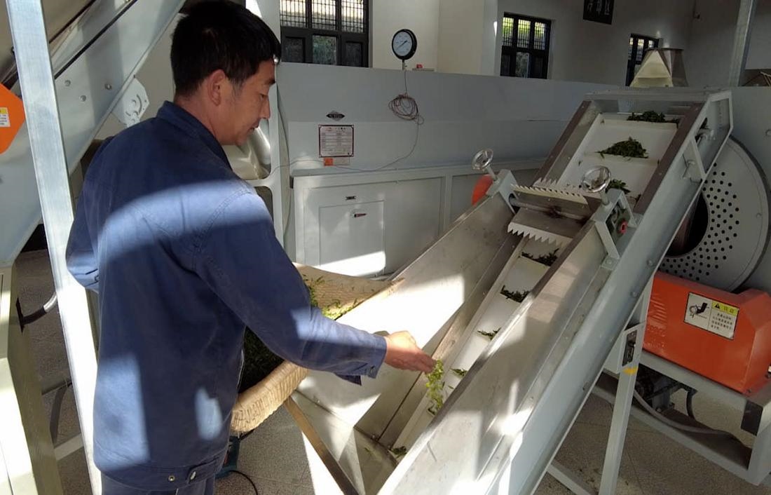  茶廠工人正在查看茶青質(zhì)量。 受訪者供圖