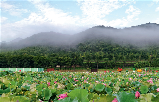 余村荷花池景色秀美。