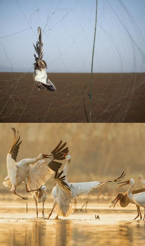 拼版圖片：圖為2011年和2023年鄱陽湖區(qū)的變化，曾經(jīng)湖區(qū)內(nèi)分布有捕鳥網(wǎng)，如今人與自然和諧共生的理念深入人心。攝影：傅建斌 周海燕 制作：賈稀荃