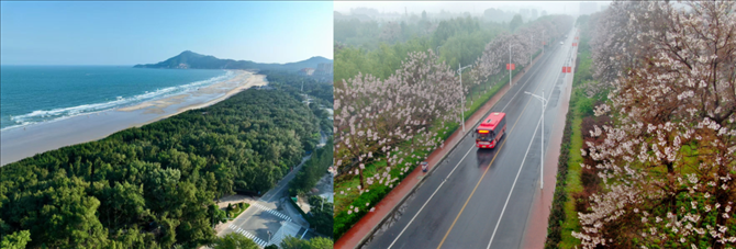 拼版照片：左圖為位于東山縣金鑾灣沿岸的木麻黃防護(hù)林帶（無人機(jī)照片，新華社記者 姜克紅 攝）；右圖為2021年4月20日在蘭考縣焦裕祿干部學(xué)院附近拍攝的泡桐花（無人機(jī)照片，新華社記者 郝源 攝）。