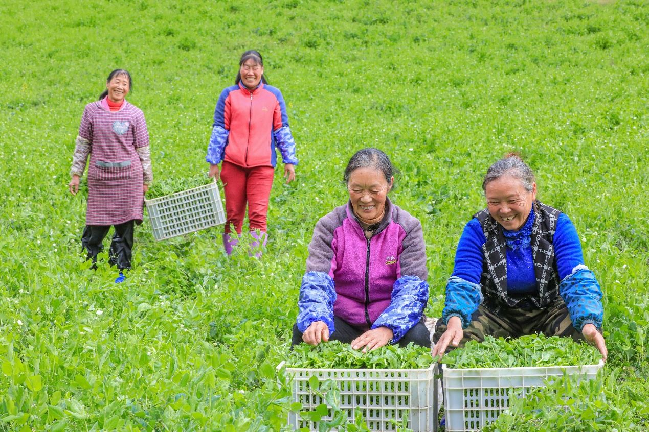 在四川省阿壩藏族羌族自治州馬爾康市馬爾康鎮(zhèn)納足村，當(dāng)季蔬菜喜獲豐收，群眾正在忙著采收、裝箱供應(yīng)市場。來源：人民圖片
