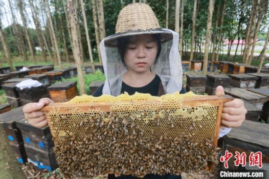 吳素英查看蜂蜜產(chǎn)蜜情況。湯曉逵 攝
