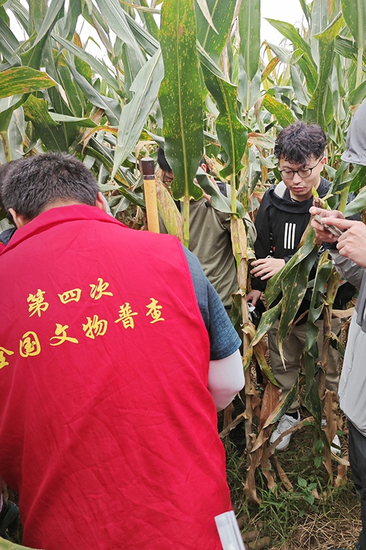 普查隊(duì)員正在使用探鏟進(jìn)行探測(cè)。中國(guó)文物報(bào)供圖