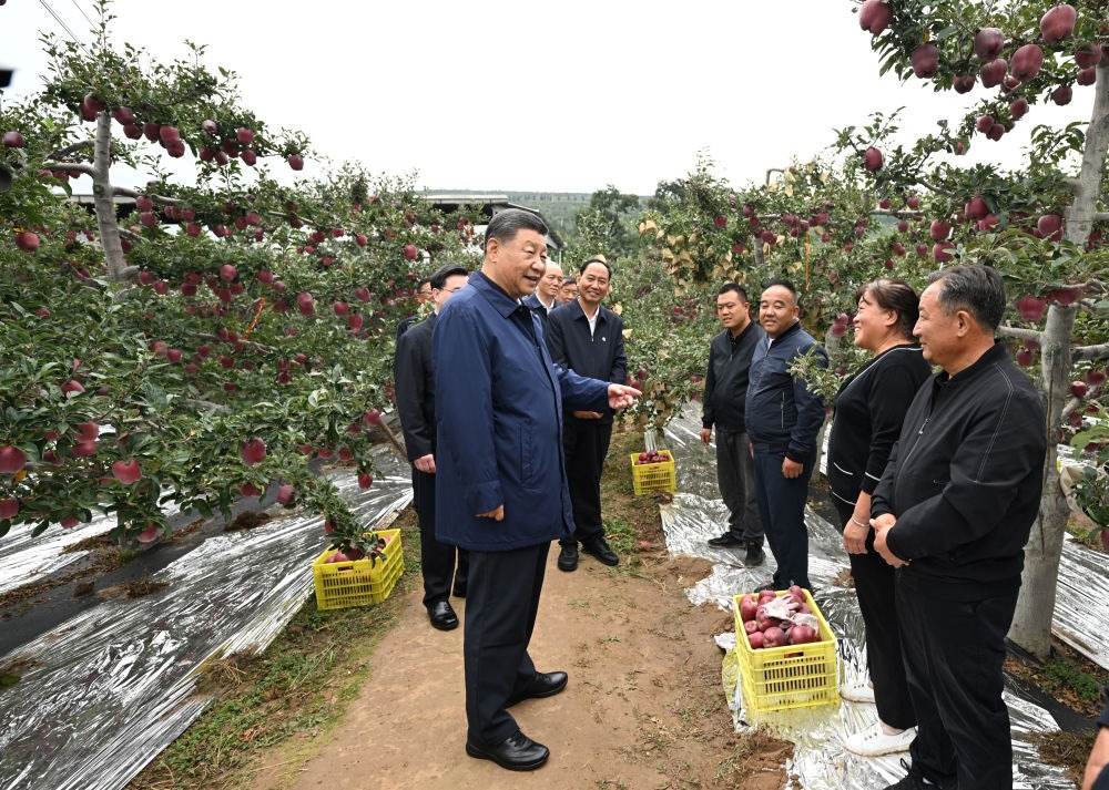 2024年9月11日，習近平在甘肅省天水市麥積區(qū)南山花牛蘋果基地考察時，走進果林了解相關(guān)種植、技術(shù)和管理情況。習近平指出：“經(jīng)過70多年培育發(fā)展，花牛蘋果品牌更響亮了。要加強品種保護和培育，優(yōu)化種植方式，創(chuàng)新營銷模式，把這個特色產(chǎn)業(yè)做得更大，帶動更多群眾增收致富?！? width=