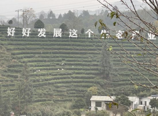 景寧畬族自治縣澄照鄉(xiāng)三石村馬嶺頭茶葉基地。劉軍國(guó)攝