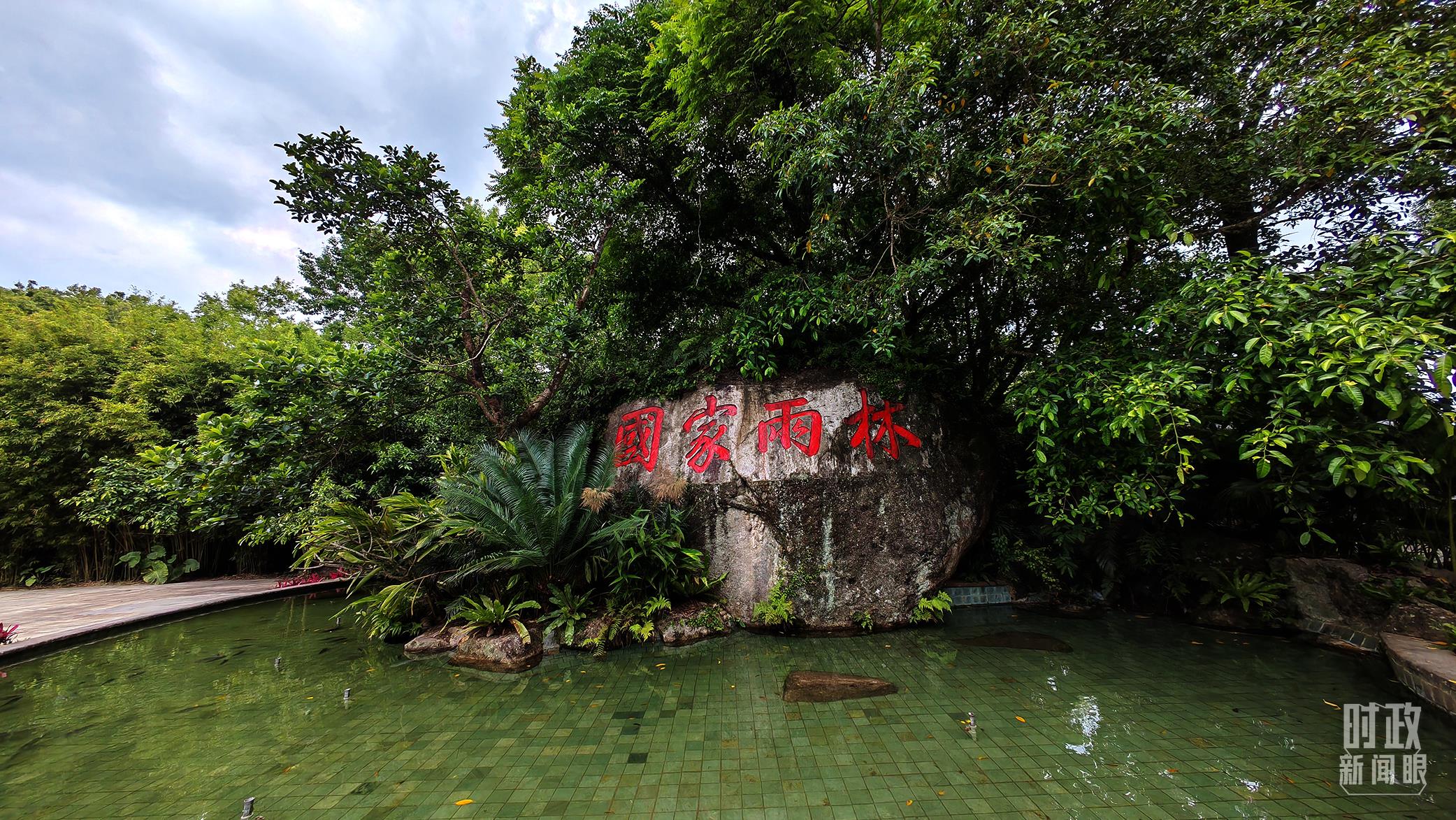 海南熱帶雨林國家公園。（總臺央視記者彭漢明拍攝）