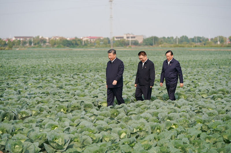 2024年11月5日，習(xí)近平總書記在湖北嘉魚潘家灣鎮(zhèn)十里蔬菜長(zhǎng)廊考察。