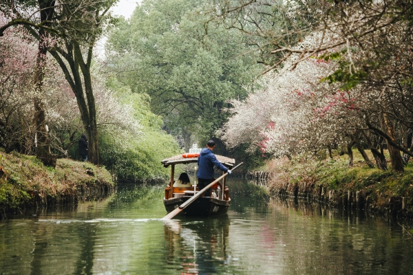 杭州西溪濕地，河岸梅花盛開。圖片來源：視覺中國(guó)