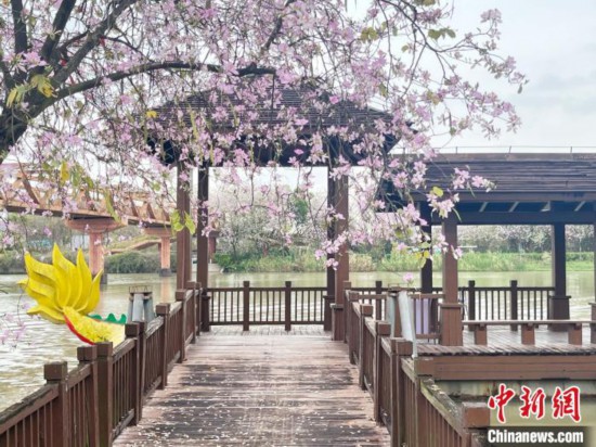 3月7日，廣州海珠國家濕地公園宮粉紫荊花海吸引游人。中新社記者 許青青 攝