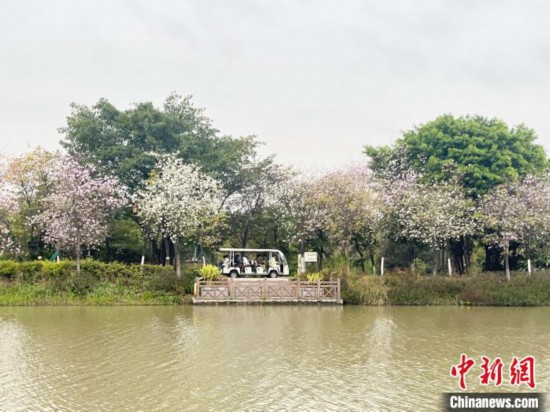 3月7日，廣州海珠國家濕地公園宮粉紫荊花海吸引游人。中新社記者 許青青 攝