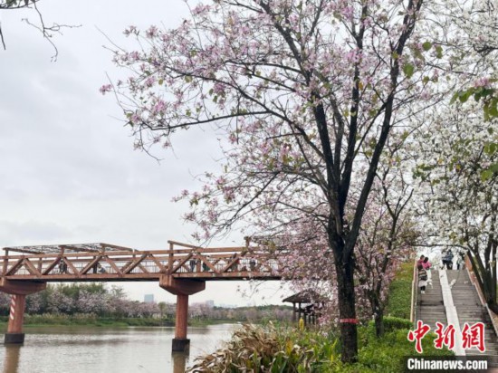 3月7日，廣州海珠國家濕地公園宮粉紫荊花海吸引游人。中新社記者 許青青 攝