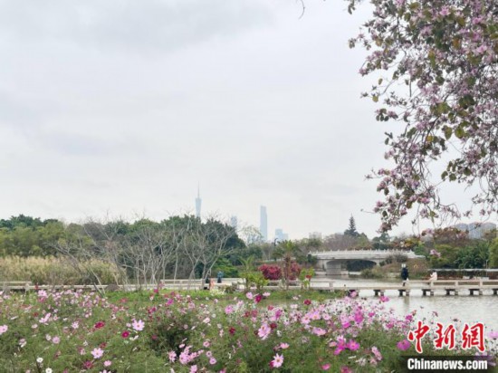 每年三月，廣州海珠國家濕地公園迎來最具標(biāo)志性的景觀之一——宮粉紫荊花海，公園內(nèi)的石榴崗河沿岸兩側(cè)，數(shù)千株宮粉紫荊綿延3.2公里，粉紅與粉白的花朵交織如云，頗為浪漫。據(jù)悉，宮粉紫荊因其耐濕性強(qiáng)、花期長的特性，是廣州海珠國家濕地公園生態(tài)修復(fù)的優(yōu)選樹種。近年來通過科學(xué)管養(yǎng)，花量相較往年明顯增加，盛花期持續(xù)近一個(gè)月時(shí)間，預(yù)計(jì)浪漫景致將延續(xù)至清明前。圖為3月7日，廣州海珠國家濕地公園宮粉紫荊花海吸引游人。中新社記者 許青青 攝