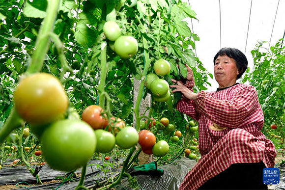 3月13日，在菏澤市鄆城縣張營街道，農(nóng)民在設(shè)施大棚里打理西紅柿。
