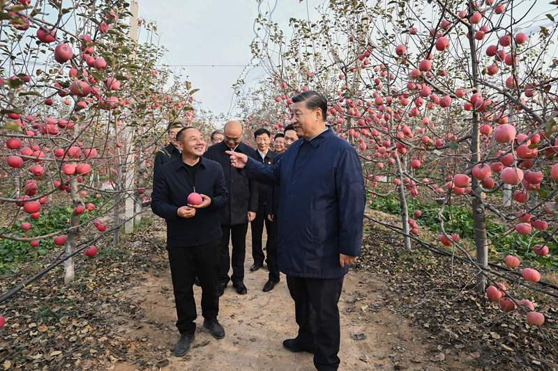 2022年10月26日，習近平總書記在陜西省延安市安塞區(qū)高橋鎮(zhèn)南溝村的蘋果園里同老鄉(xiāng)們親切交流。