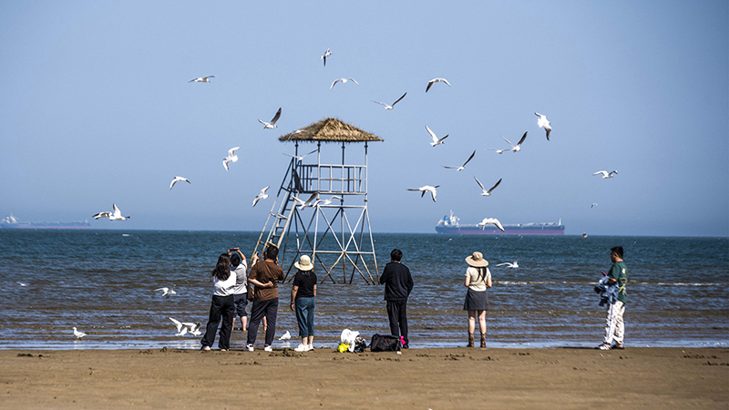 2024年5月12日，河北秦皇島，北戴河鴿子窩公園成群海鷗在天空中自由翱翔，與大海、藍(lán)天構(gòu)成了一幅美麗的畫卷。