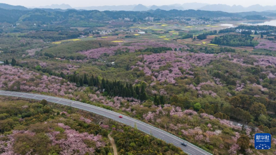 清鎮(zhèn)市紅楓湖鎮(zhèn)右二村旁的道路與花海相映（4月5日攝，無人機照片）。