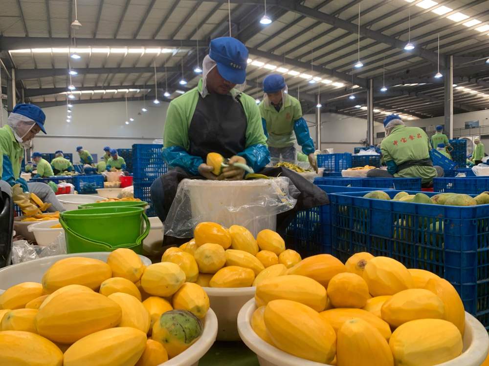 2023年3月7日，工作人員在柬埔寨磅士卑省的中寶（柬埔寨）食品科技有限公司處理芒果。自區(qū)域全面經濟伙伴關系協(xié)定（RCEP）生效實施以來，柬埔寨的農產品正在更加便利地進入中國市場。