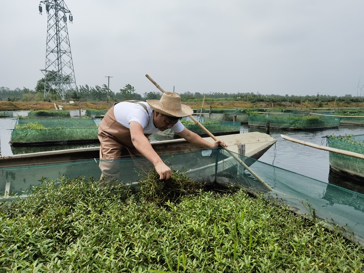 陳樹在湖北省仙桃市剅河鎮(zhèn)余腦村黃鱔繁育基地觀察黃鱔長勢(shì)。新華社記者宋立崑 攝