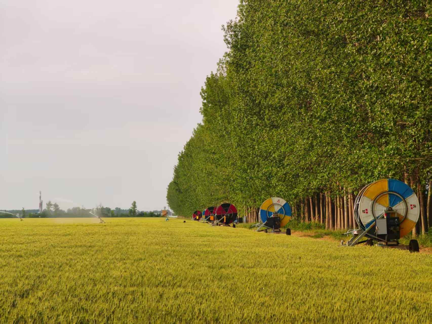 陜西華陰市華西鎮(zhèn)農(nóng)墾農(nóng)場(chǎng)正在作業(yè)的卷盤式噴灌機(jī)。受訪者供圖